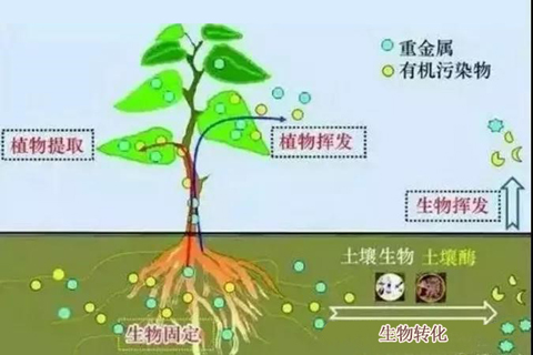 微生物修復技術(shù)_土壤修復_土壤治理